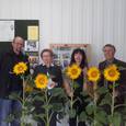 Sonnenblumen in der Pfarre Steyr Tabor