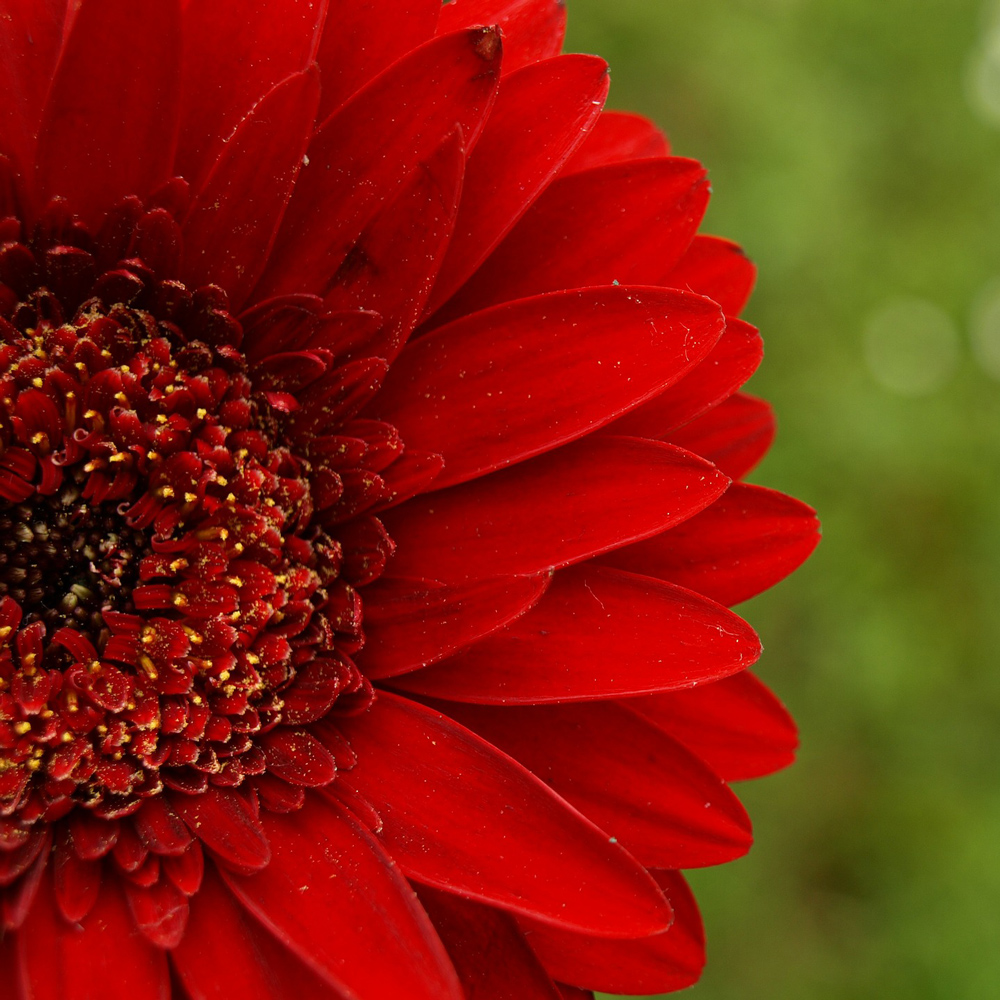 Gerbera