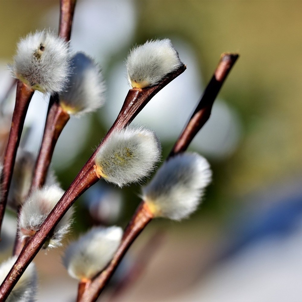 Palmsonntag