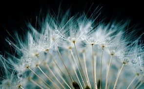 Pusteblume