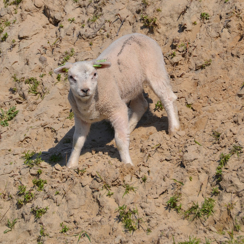 Lamm in der Wüste