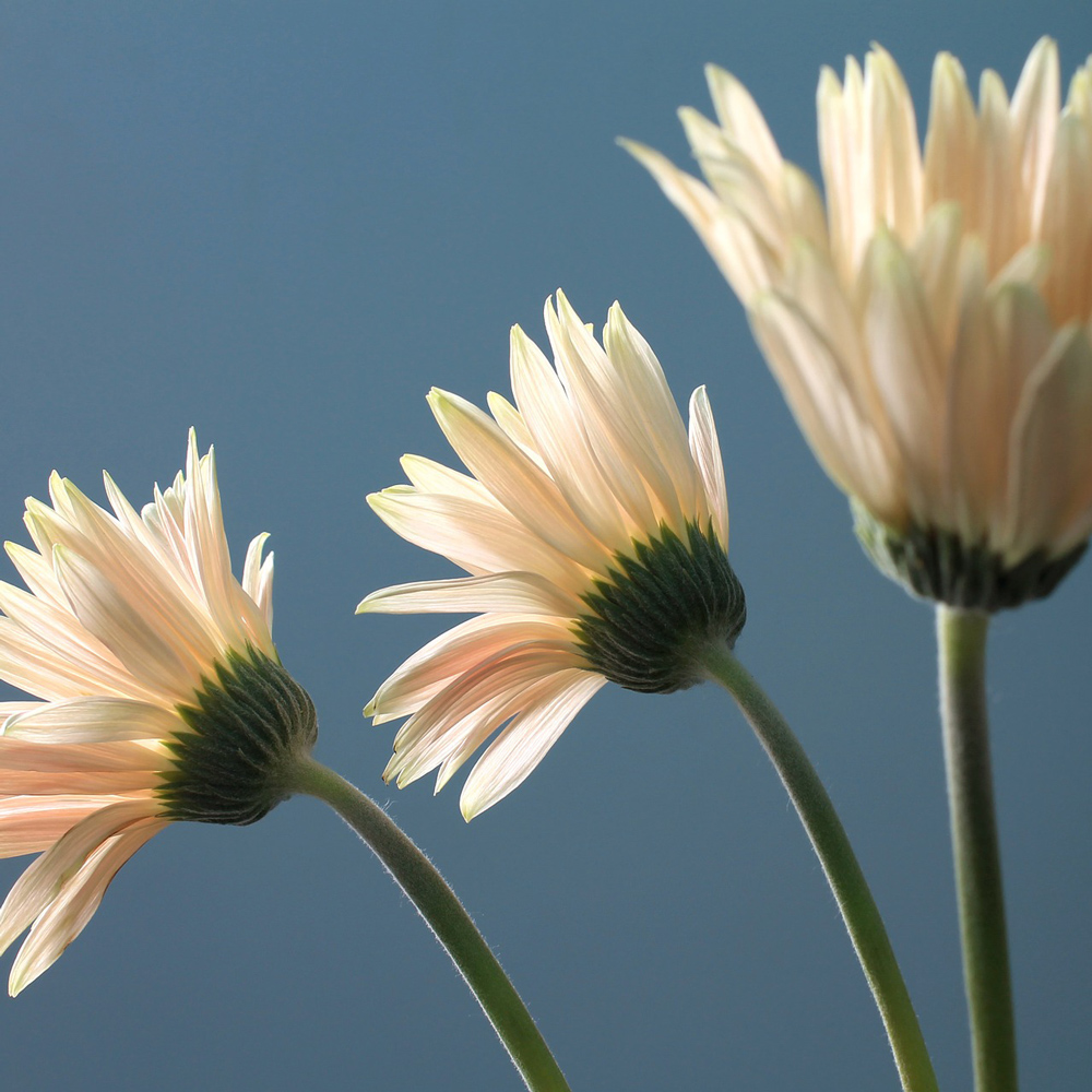 Gerbera