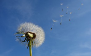 Löwenzahn im Wind