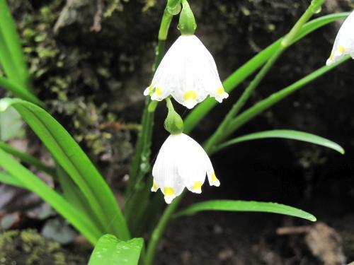 Frühlingsknotenblume                         