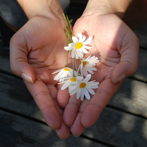 Gänseblümchen