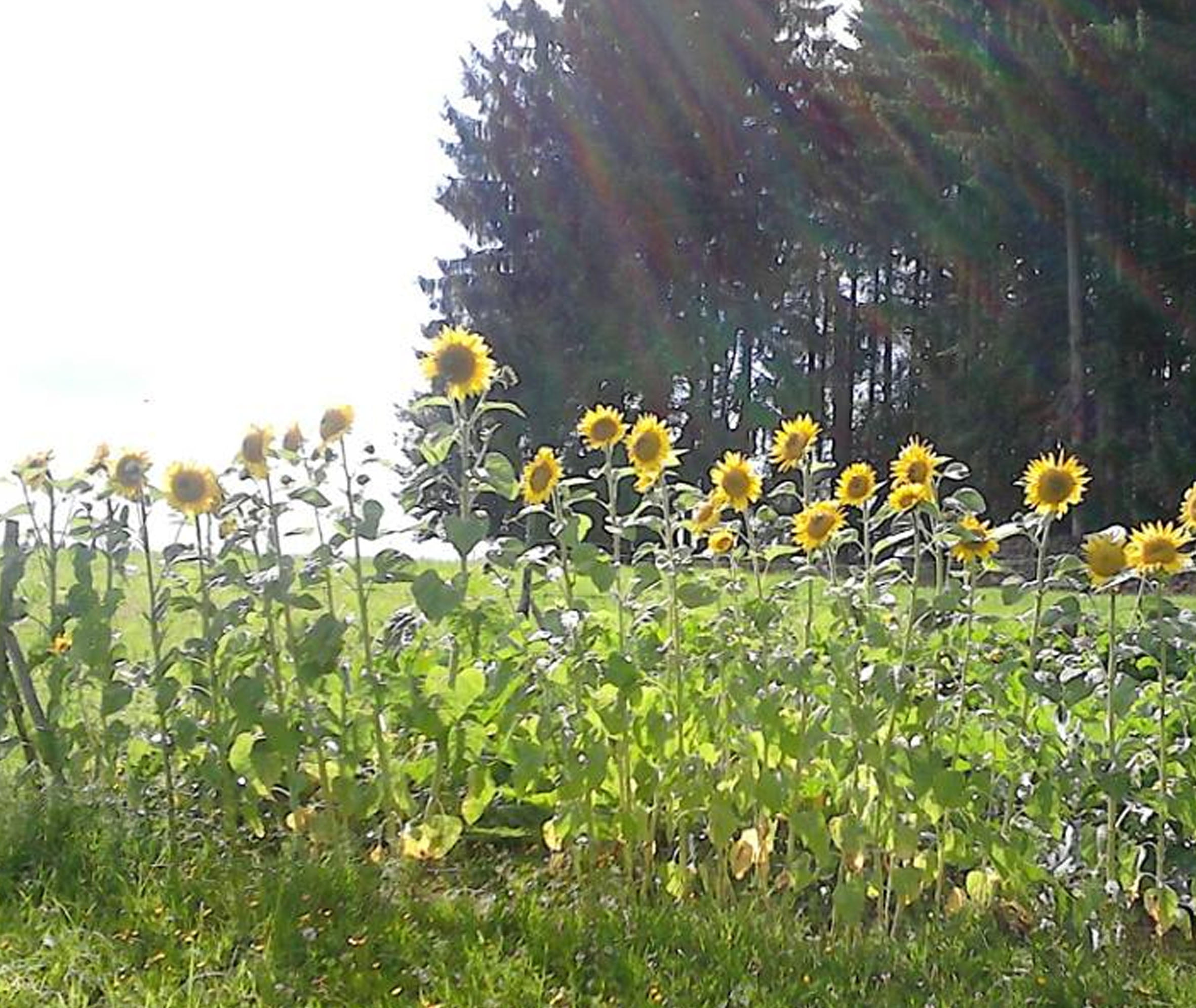 Sonnenblumen