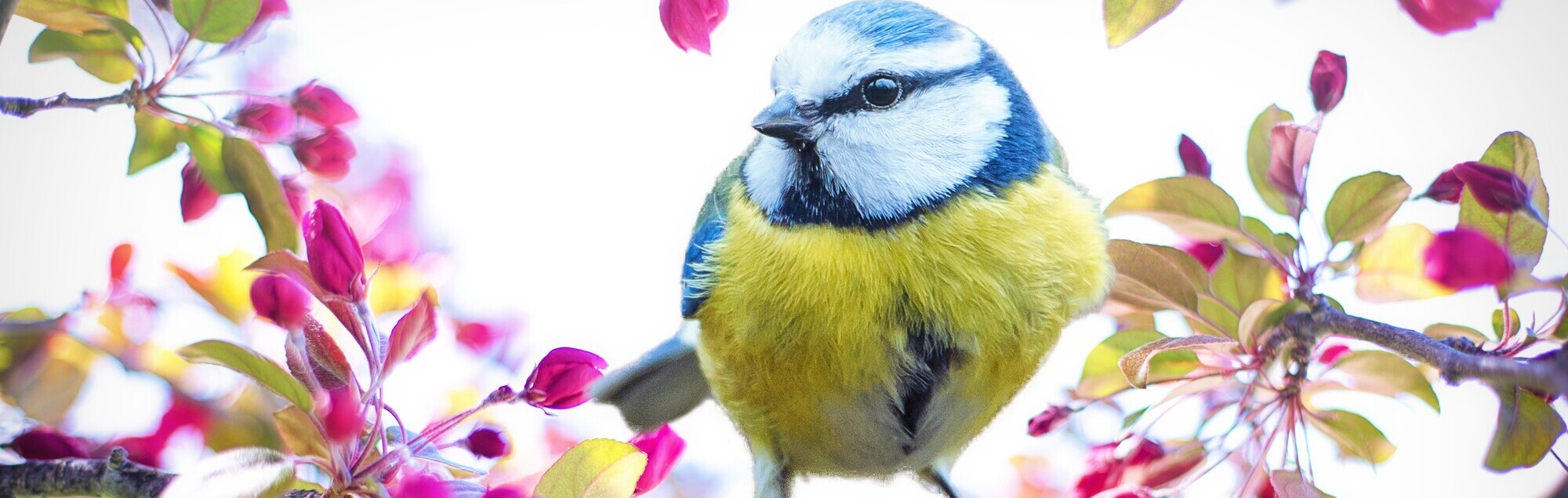 Blauer Vogel