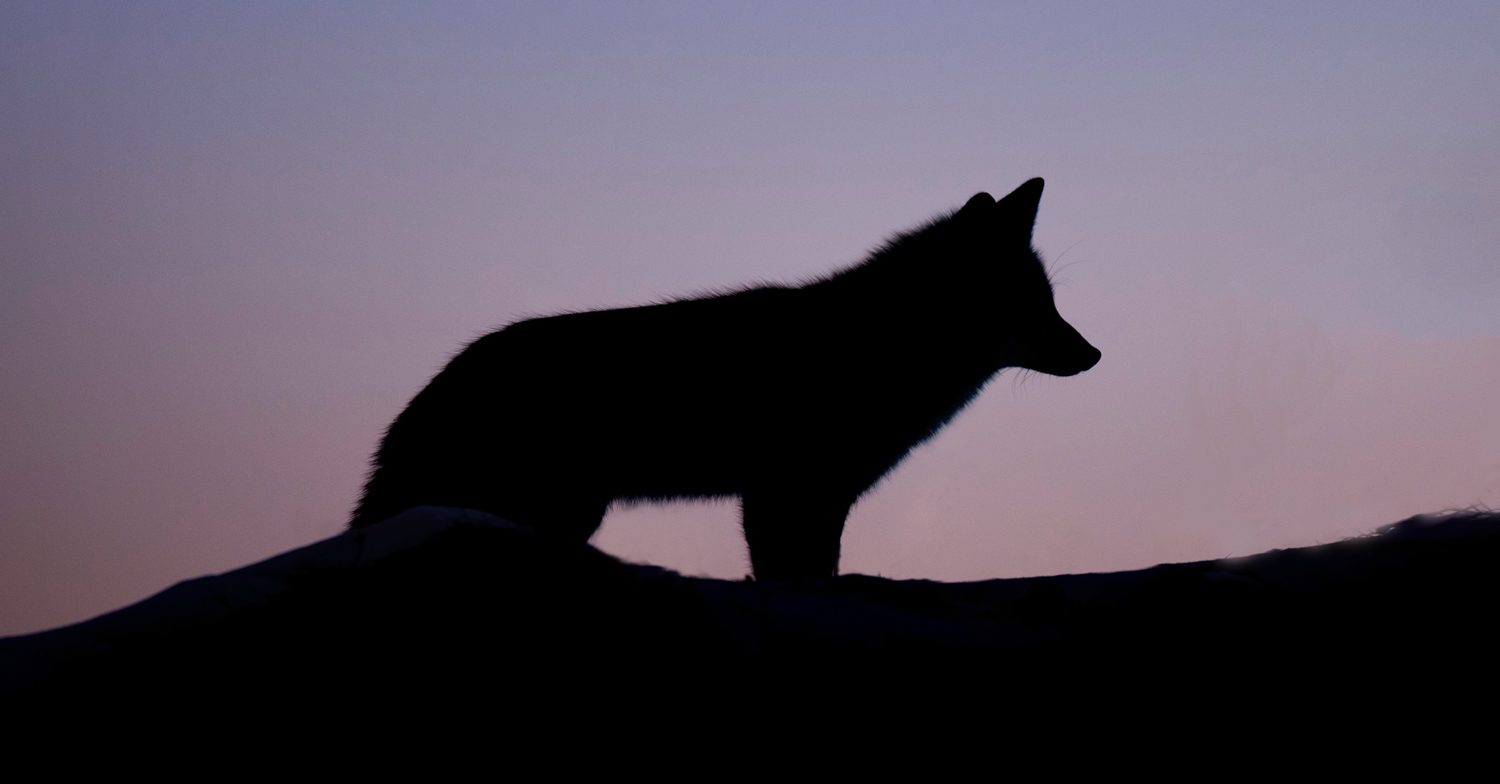 Wolf in der Nacht