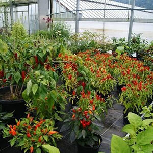 Wallfahrt des Ernstinger Kapellenvereins 