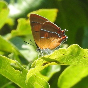 Heidewald Schieferegg - Umweltarbeit in der Diözese Linz