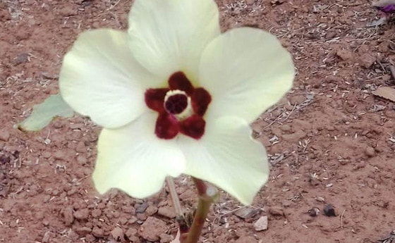 © Ursulinen Senegal