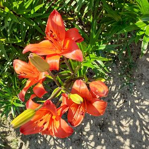 Garten der Geheimnisse