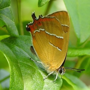 Heidewald Schieferegg - Umweltarbeit in der Diözese Linz