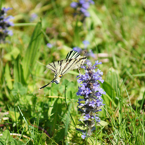 Segelfalter auf Kriechendem Günsel              