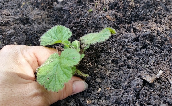 Frauenkommission Diözese Linz / Monika Leeb