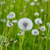 Löwenzahn / © Hana K/Pixabay.com/Pixabay License Löwenzahn