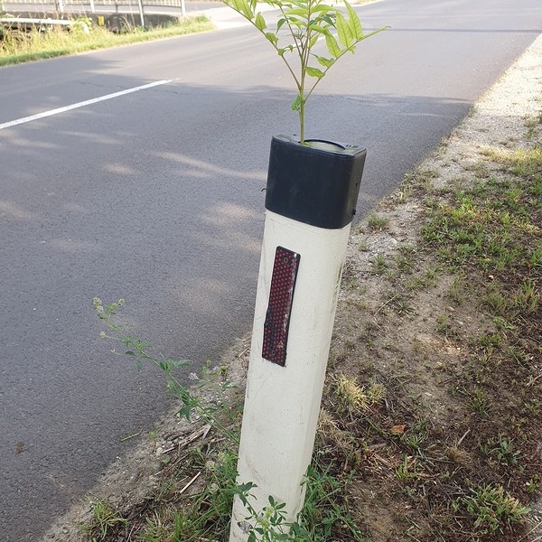 Straßenpflock mit Pflanze