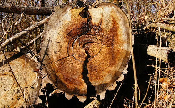 Holzschlägerungsarbeiten im Kirchenwald