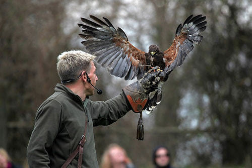 Greifvogelschau