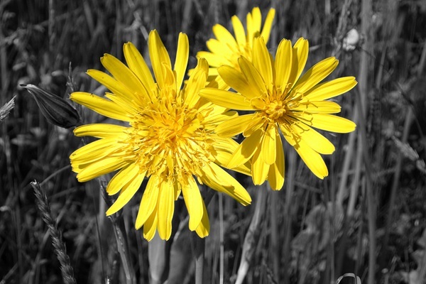 schwarz/weiß Foto nur der Löwenzahn erstrahlt in seiner gelben Farbe