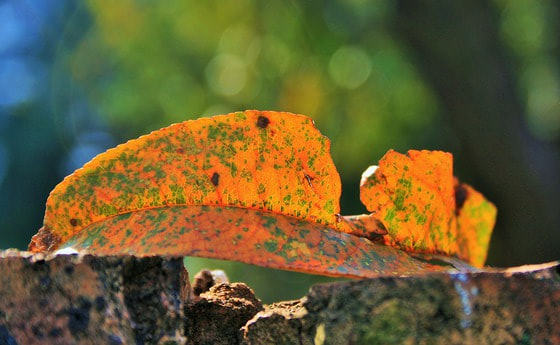 KBW-Vortrag Mut zur Wandlung