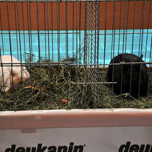 Fest des Hl. Franz von Assisi