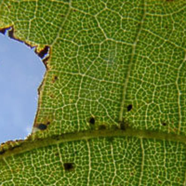 Das Leben wird gewandelt, nicht genommen ...