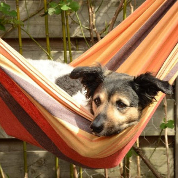 Hund in Hängematte