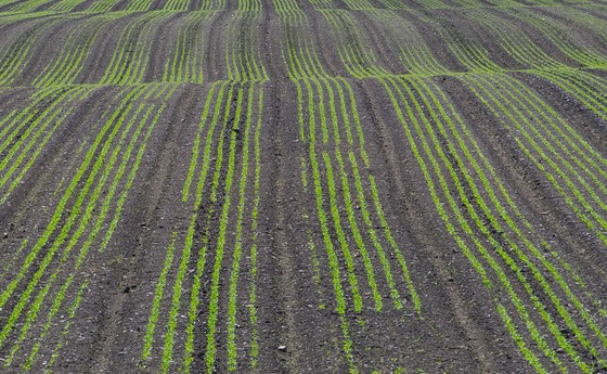 CC0/Pixabay Bild von RoyBuri