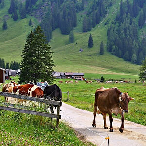 Vorarlbergreise der Kokuwawis