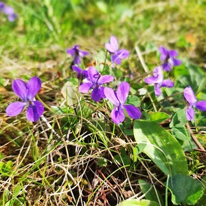 Auch heuer wieder Blühstreifen