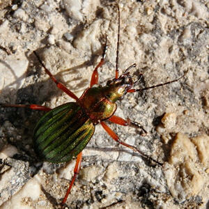 KMB-Frühlingswanderung