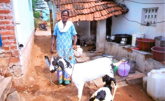 Zwei Ziegen für eine Witwe / © DMSSS Zwei Ziegen für eine Witwe