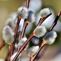 Palmkätzchen / © Capri23auto/pixabay.com/CC0 1.0 Palmkätzchen