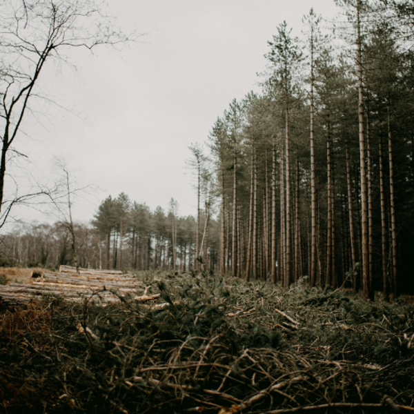 Heidewald Schieferegg - Umweltarbeit in der Diözese Linz