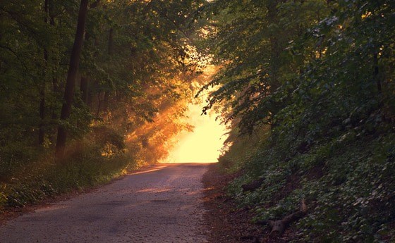 Waldweg