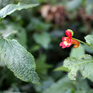 Kilimanjaro-Besteigung von Pfarrer Wimmer