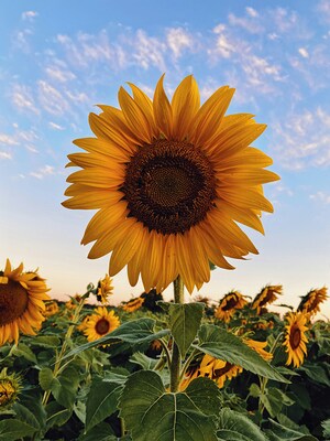 Sonnenblume