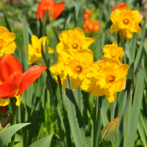 Blühende Blumen im Garten