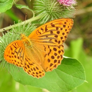 Heidewald Schieferegg - Umweltarbeit in der Diözese Linz