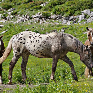 Vorarlbergreise der Kokuwawis