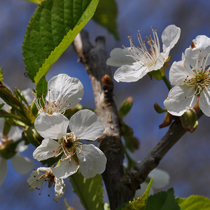 Baumblüten im Garten