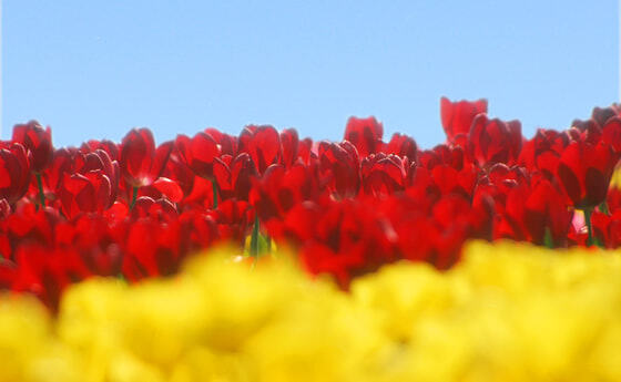 Auszug aus der Pfarrchronik I