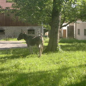 jährliche Fußwallfahrt von Untergriesbach nach Büchlberg