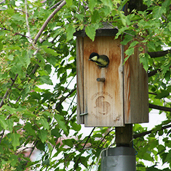 Nistkästen reparieren