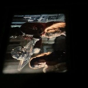 Dankeskino für Ehrenamtliche