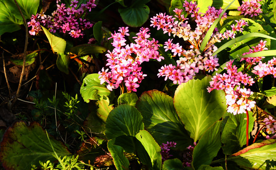 Botanik-2016-IMGM-6483-(37)