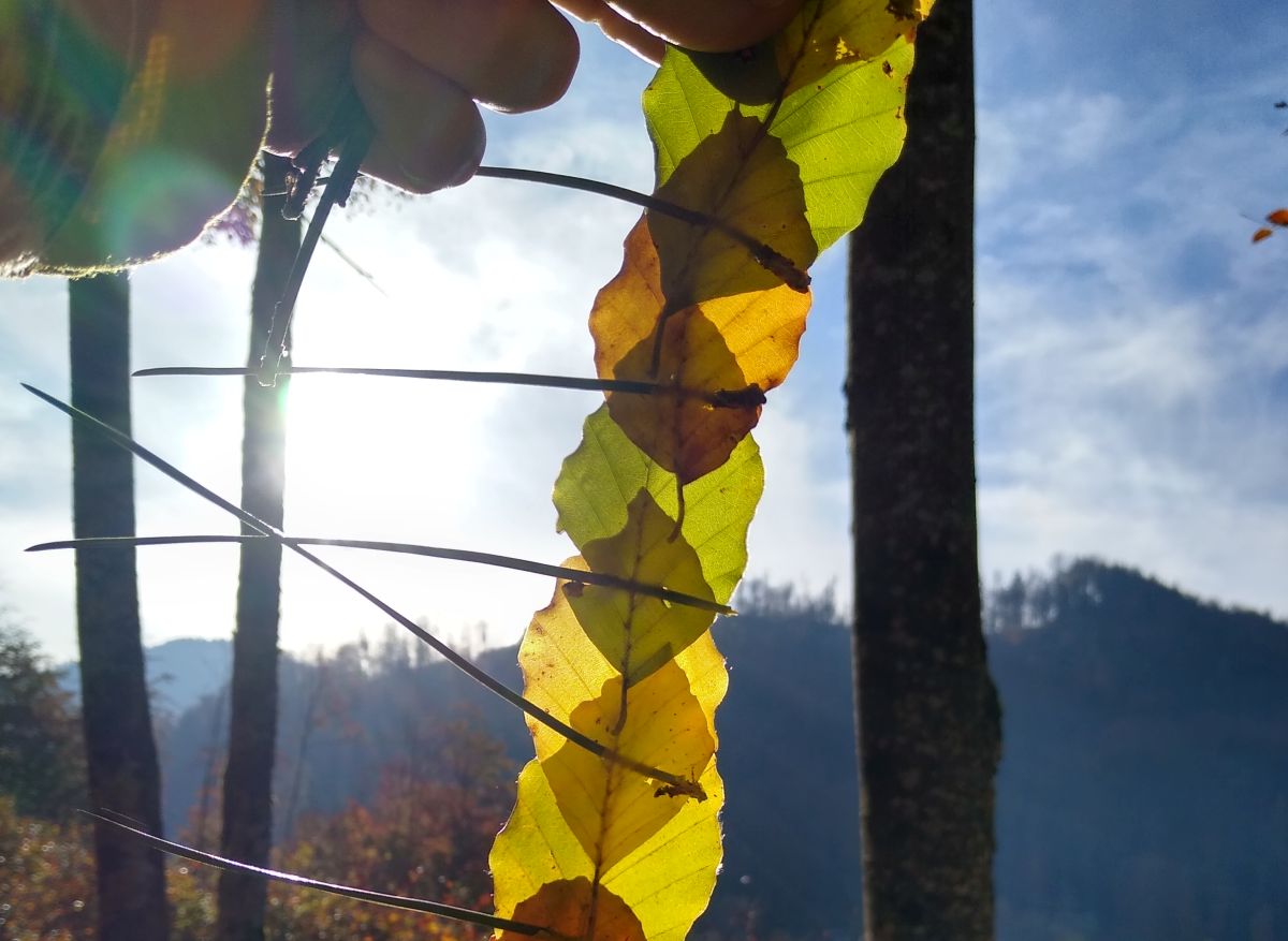 Herbstliche Blätterkette im Sonnenlicht