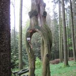 Baumskulptur am Wegrand                               