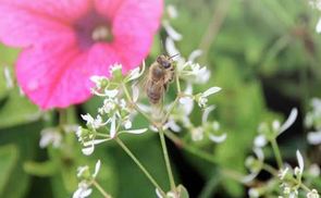 Blume und Biene